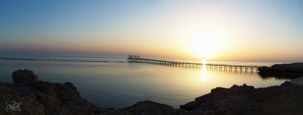 Panorama-dogwood-photo-challenge-2016