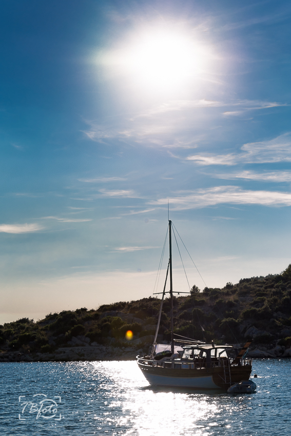 Dogwood_week26-001-2